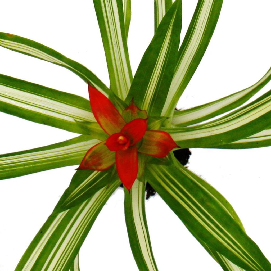 plante dracaena Dracaena, Carmen Art Cane 10" Staggered  Chalet