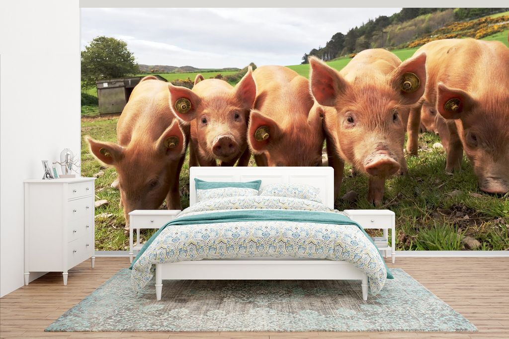 MuchoWow Fototapete für Wohnzimmer oder Schlafzimmer Wandtapete Vinyl Motivtapete Schwein - Gras - Tier - 500x280 cm - Fototapeten