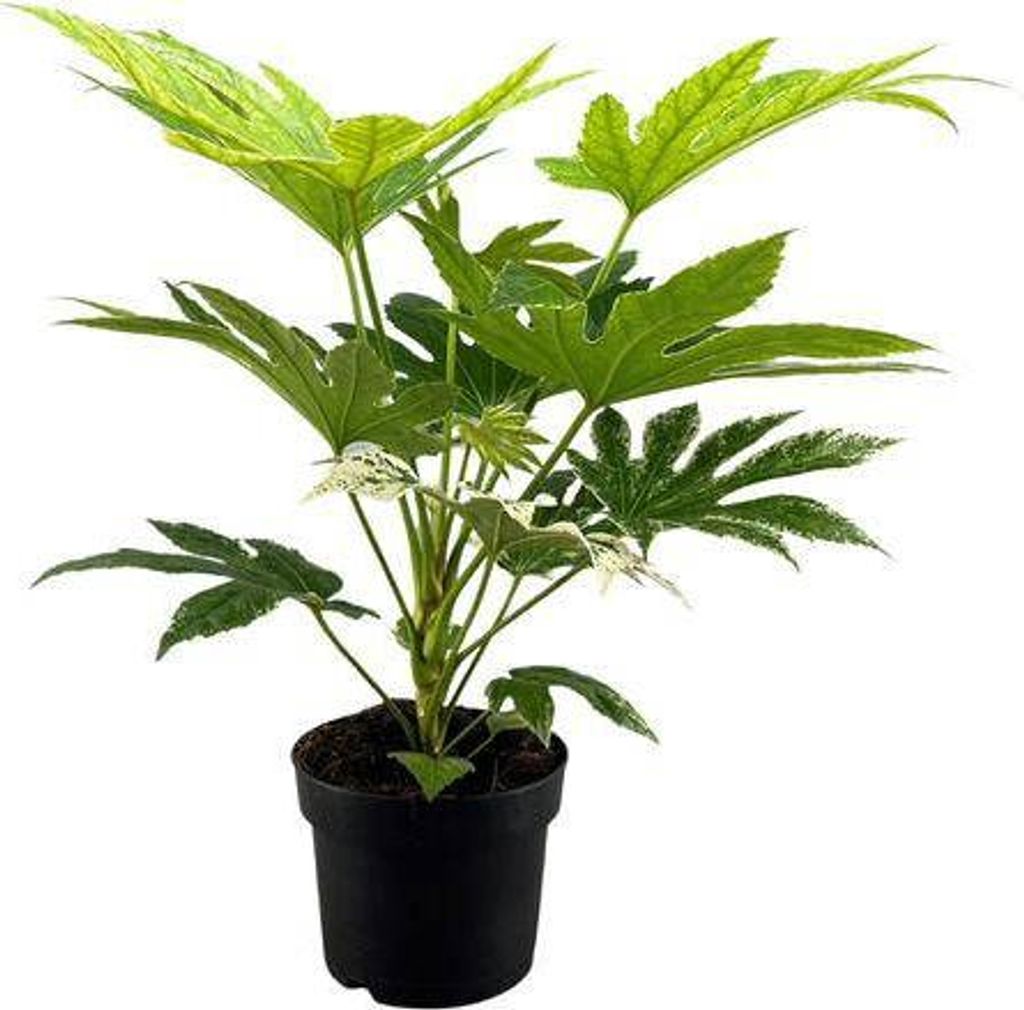 Zimmeraralie Fatsia Japonica Spider Web Zimmerpflanze Ø17cm Höhe 50cm Exotisches