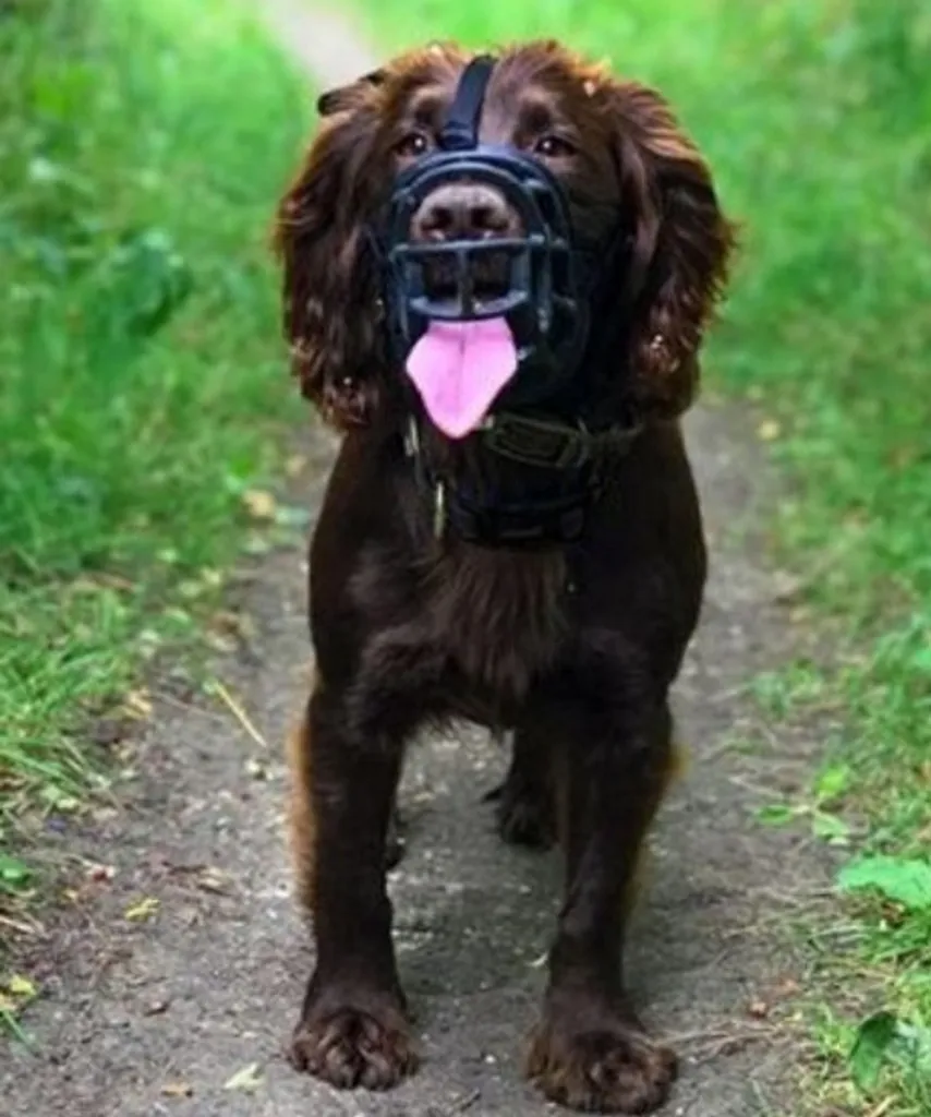 Recensione Baskerville Ultra Muzzle: Specifiche e Guida all'Acquisto - 15