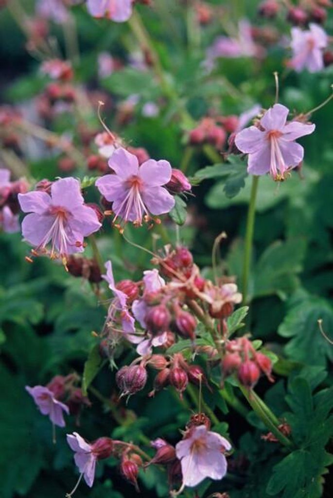 Geranium macrorrhizum – Bodendecker – 48 Pflanzen – Ø9cm – 10–25cm – Duftendes Laub & helle Blüten – Pflegeleicht & winterhart ...