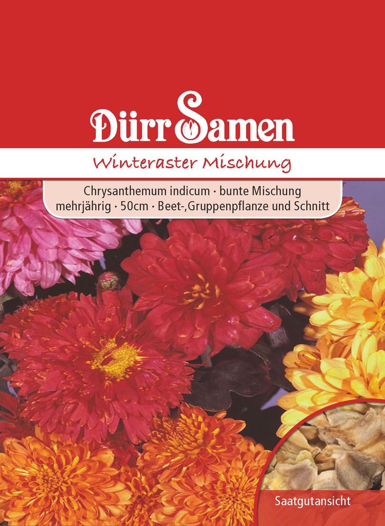 Dürr-Samen - Chrysanthemum indicum Winteraster - Saatgut - Produktbild 