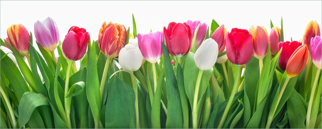 Wallario selbstklebendes Poster - Rote weiße und pinke Tulpen im Frühling, Größe: 80 x 200 cm