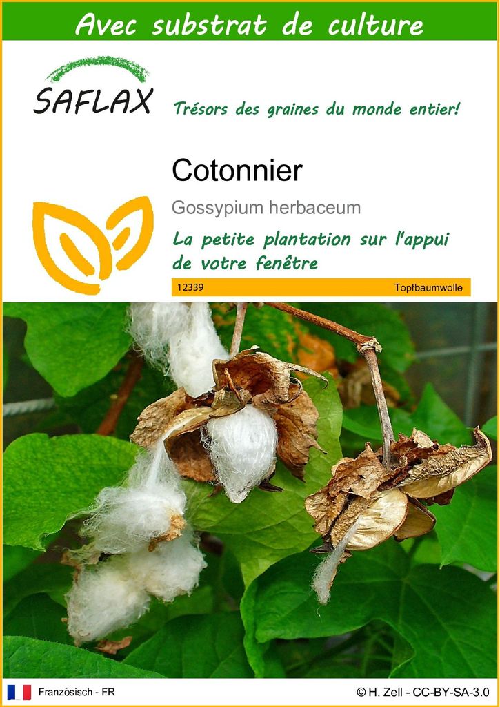 SAFLAX  - Cotonnier - 12 graines - Avec substrat - Image du produit 
