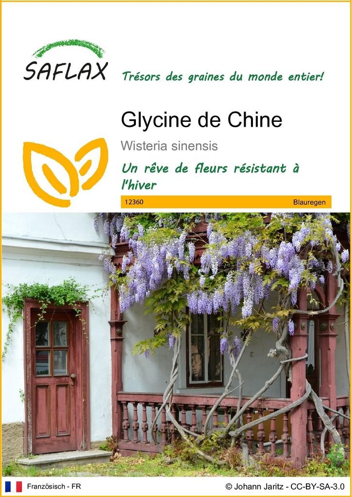 SAFLAX  - Glycine de Chine - 4 graines - Wisteria Image du produit 