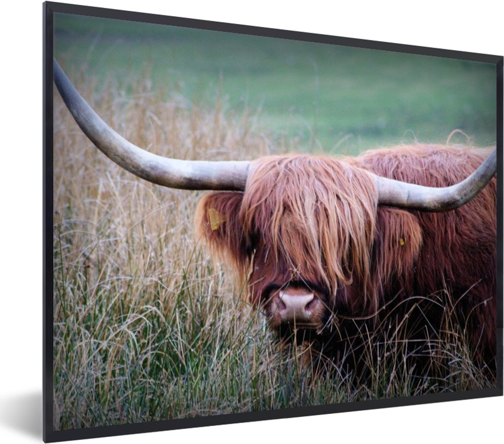 MuchoWow Gerahmtes Poster Schottischer Highlander - Hörner - Gras 40x30 cm - Poster mit Schwarzem Bilderrahmen Wandposter Rahmen Foto Bilder - K...