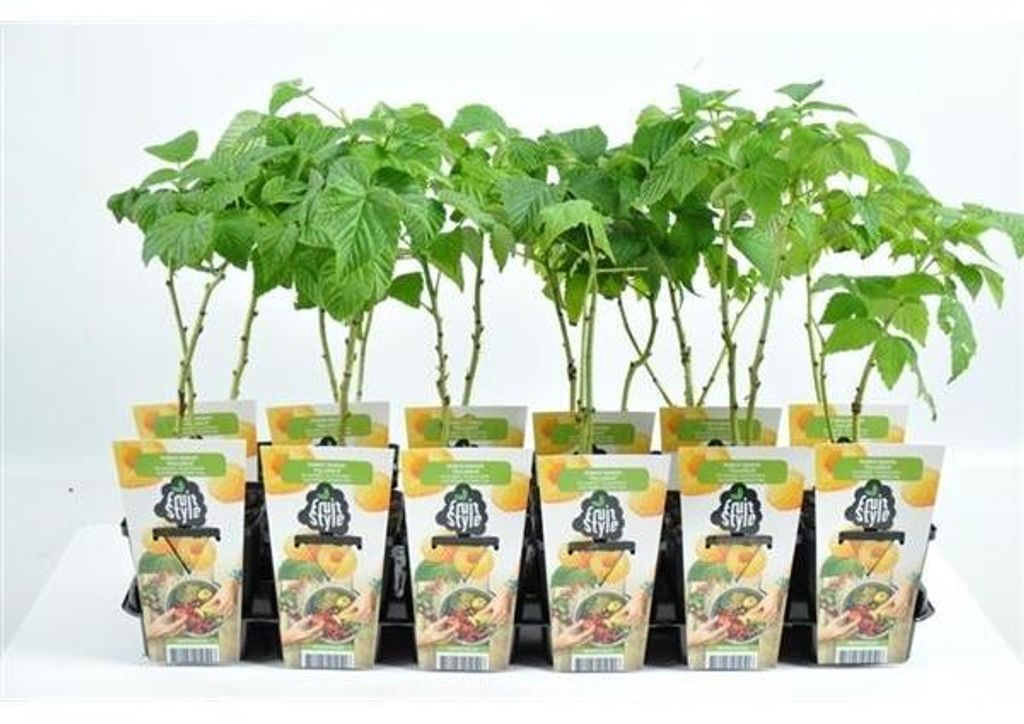 Rubus ideaus 'Fallgold'  ca. 35 cm - Himbeere - gelbe Produktbild 