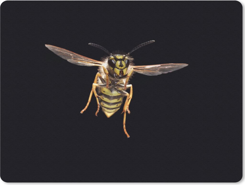 MuchoWow Mauspad Mousepad Wespe - Insekten - Porträt 23x19 cm - Mousepads - Maus Mat - Pad - Mausunterlage - Schreibtischunterlage - Mauspad