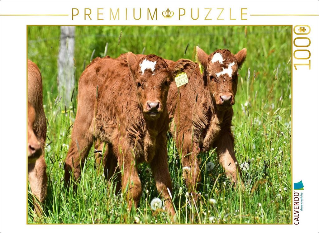 CALVENDO Puzzle Die beiden Kälbchen hinterlassen den Eindruck, dass sie Zwillinge sein könnten. | 1000 Teile Lege-Größe 64x48cm Foto-Puzzle fü...
