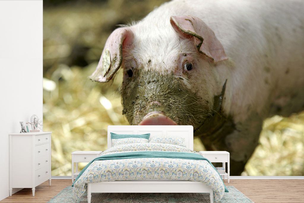 MuchoWow Fototapete für Wohnzimmer oder Schlafzimmer Wandtapete Vinyl Motivtapete Dreckiges Schwein - 360x240 cm - Vinyl-Tapete