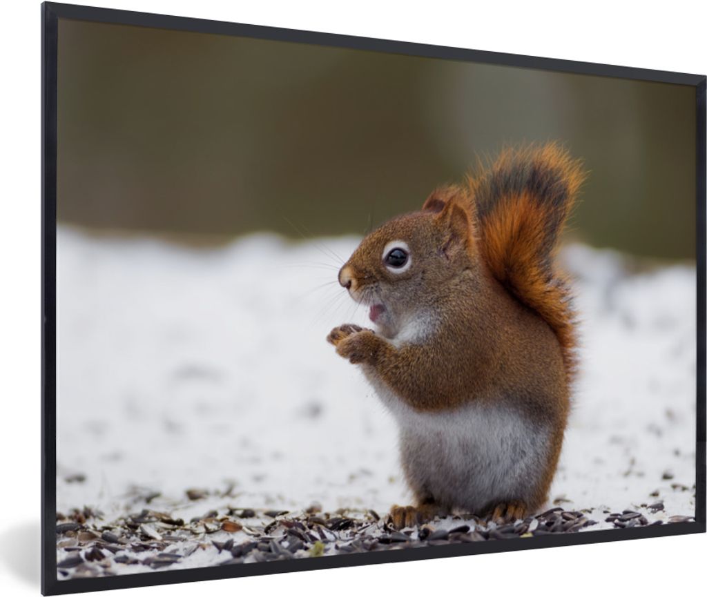 MuchoWow MuchoWow Gerahmtes Poster Eichhörnchen - Tier - Schnee - Winter 30x20 cm - Poster mit zchwarzem Bilderrahmen - Kunstdruck - Bild-Poster