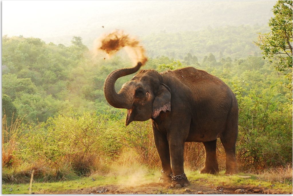 MuchoWow Poster Elefant - Tiere - Wald - Bäume 120x80 cm - Bilder