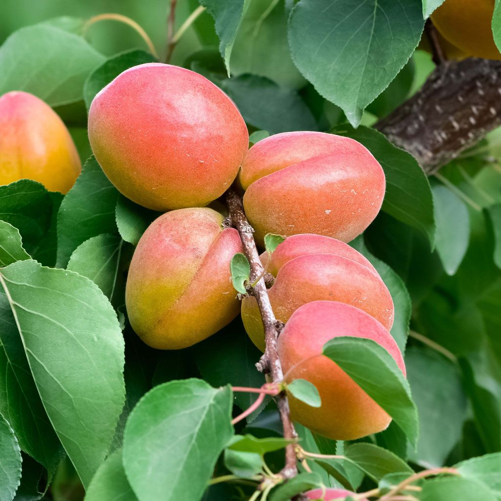 Bakker.com - Aprikosenbaum Bergeron, Der wurzelballen / becher von 2 jahre / Lieferhöhe 90-130cm