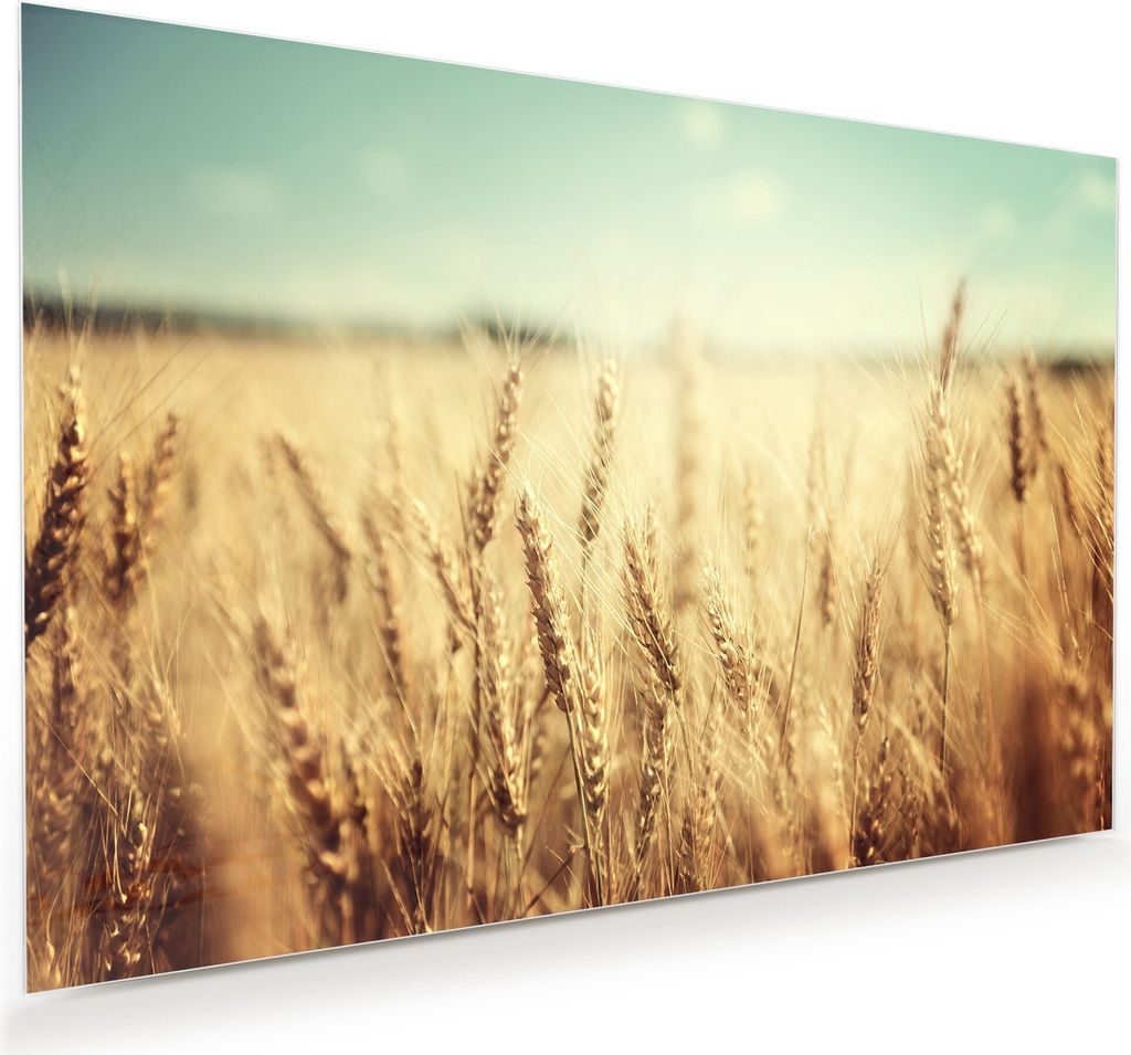 Glasbild Wandbild Weizenfeld beleuchtet 120x80cm in XXL für Wohnzimmer, Schlafzimmer, Badezimmer, Flur