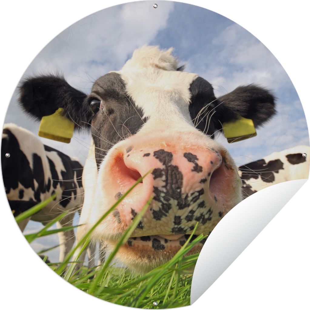 MuchoWow Gartenposter Outdoor-Poster Rund Kühe - Gras - Wolken Ø 60 cm Gartendeko Rundes Poster draußen