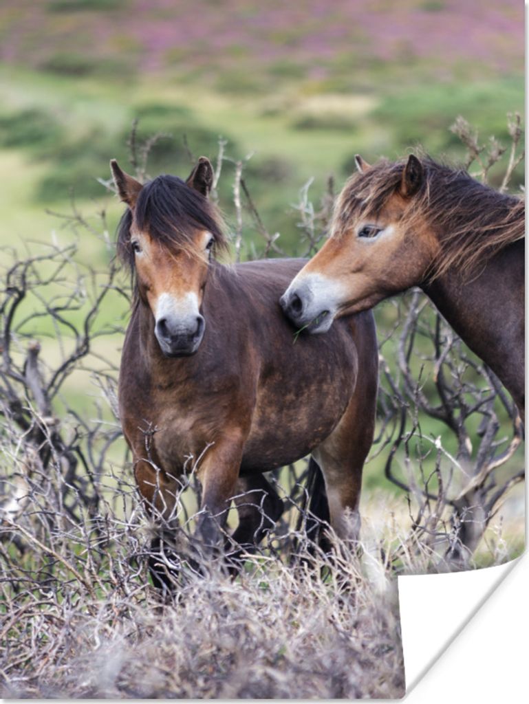 MuchoWow Poster Pferde im Exmoor-Nationalpark, England 120x160 cm - Wandbilder
