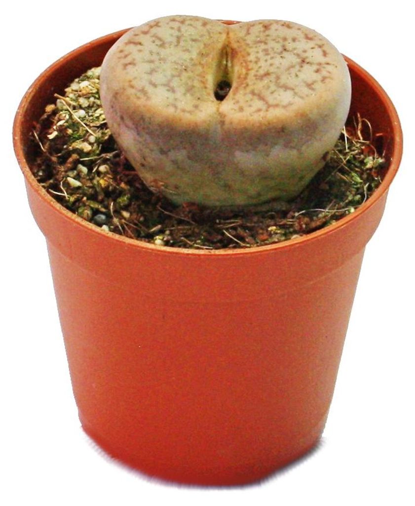 Exotenherz – Lithops – Lebendgestein – im 5,5-cm-Topf Produktbild 