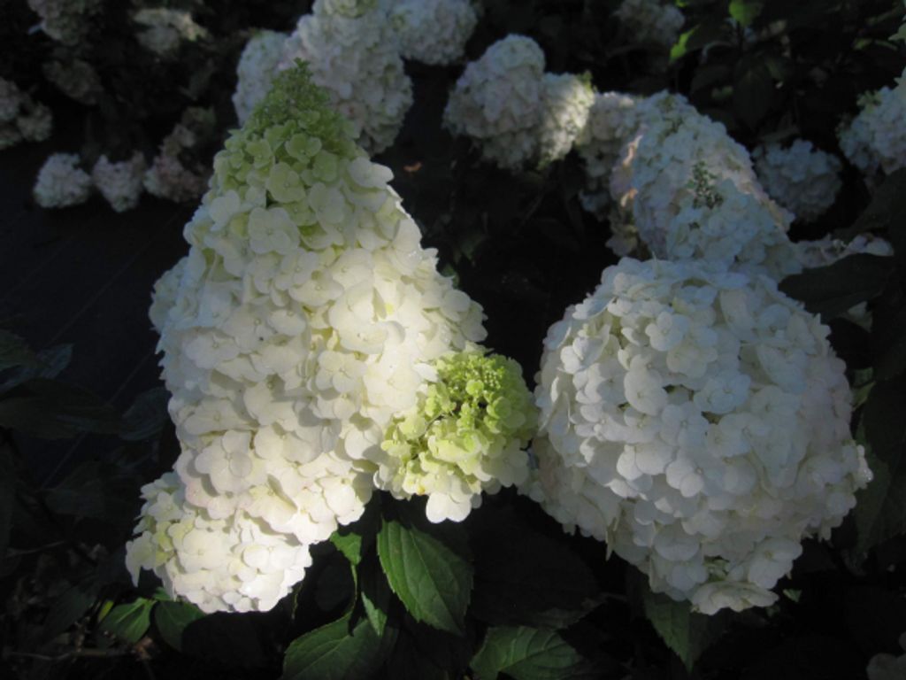 Hydrangea paniculata Magical Mont Blanc - Rispenhortensie Magical Mont Blanc - 40-60cm