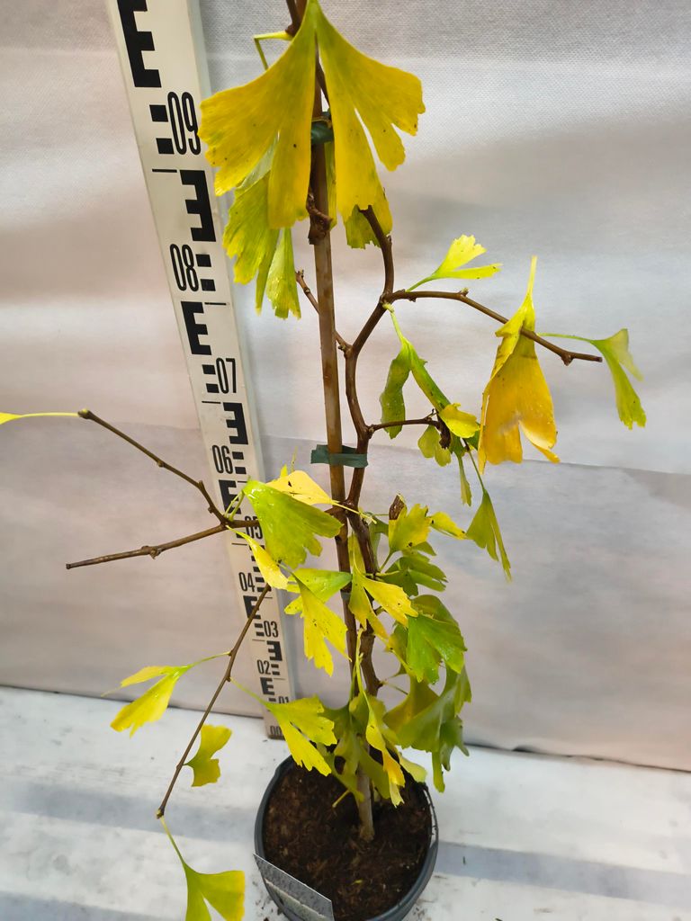 Ginkgo biloba Fächerblattbaum 70–90 cm im Topf Pflanze lebendes Fossil