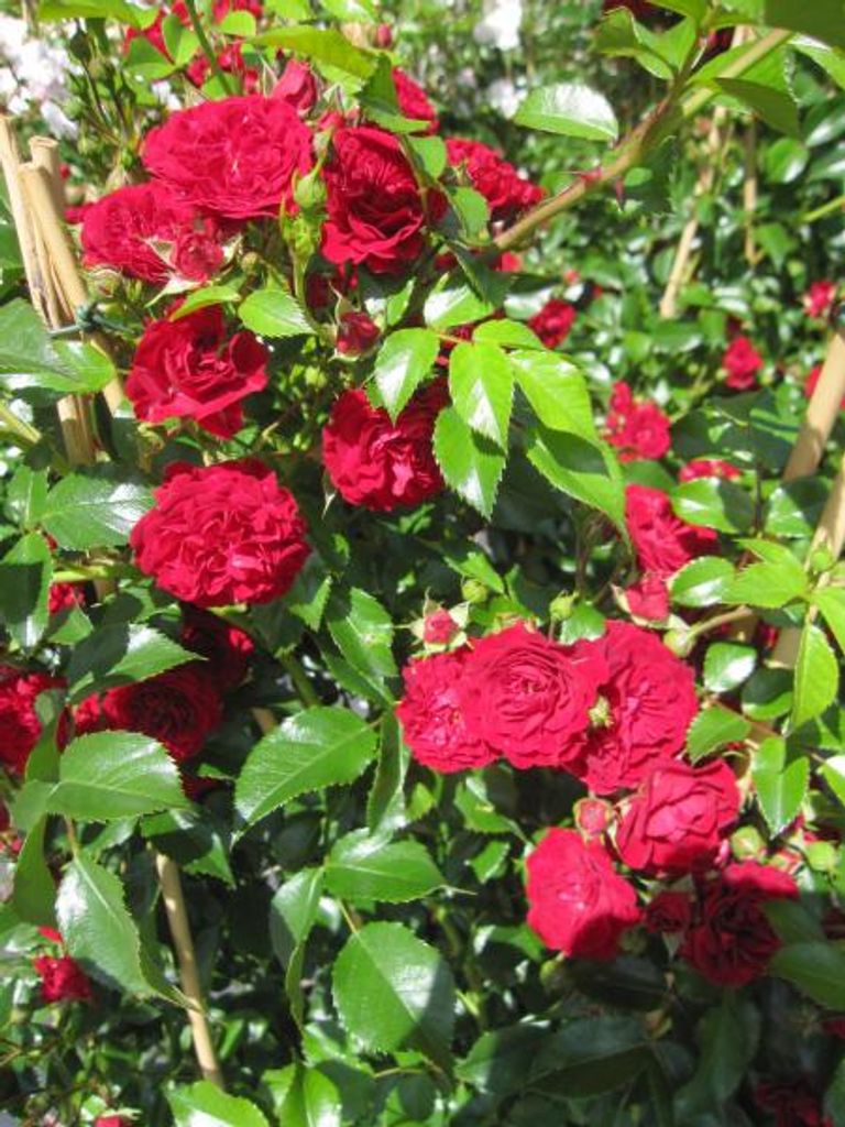 Rosa Crimson Siluetta - Ramblerrose Crimson Siluetta - Kordes Rose
