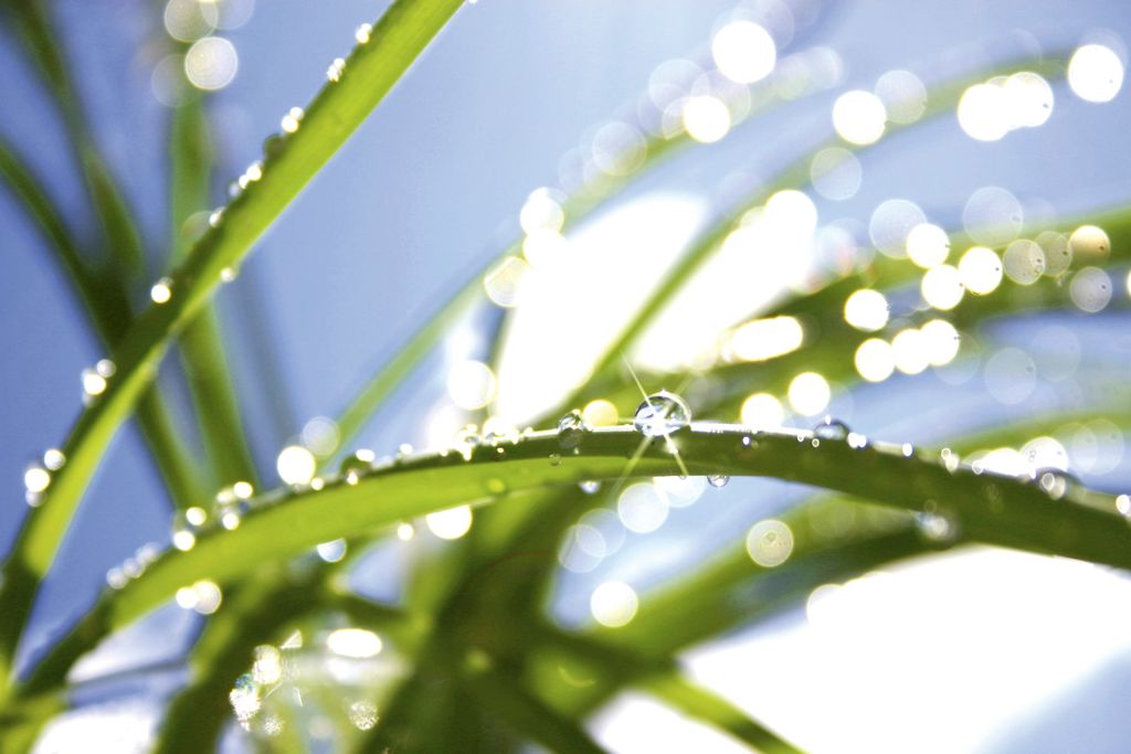 Fototapete - Grass 375x250cm - Vliestapete Produktbild 