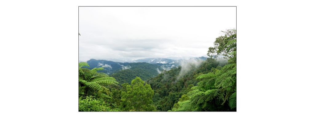 Muralo Fototapete Wald im Nebel 270 (B) x 180 (H) cm Vlies Tapete Wandtapeten Bäume Wohnzimmer Schlafzimmer moderne Wandbilder XXL Landschaft Pano...