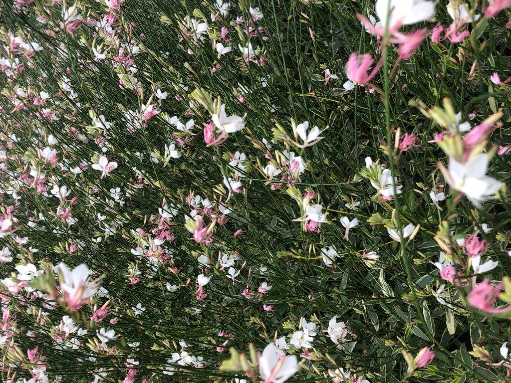 6 x Gaura lindh. 'Corrie's Gold' (= oenothera lindh.) - Immagine del prodotto 