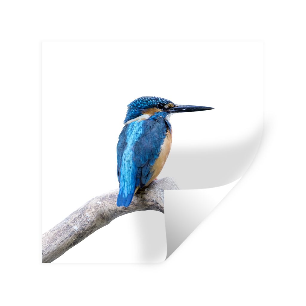 MuchoWow Wandtattoo Wandsticker Wandaufkleber Eisvogel - Zweig - Schnabel 50x50 cm Selbstklebend und Repositionierbar - Selbstklebend - Fototapeten