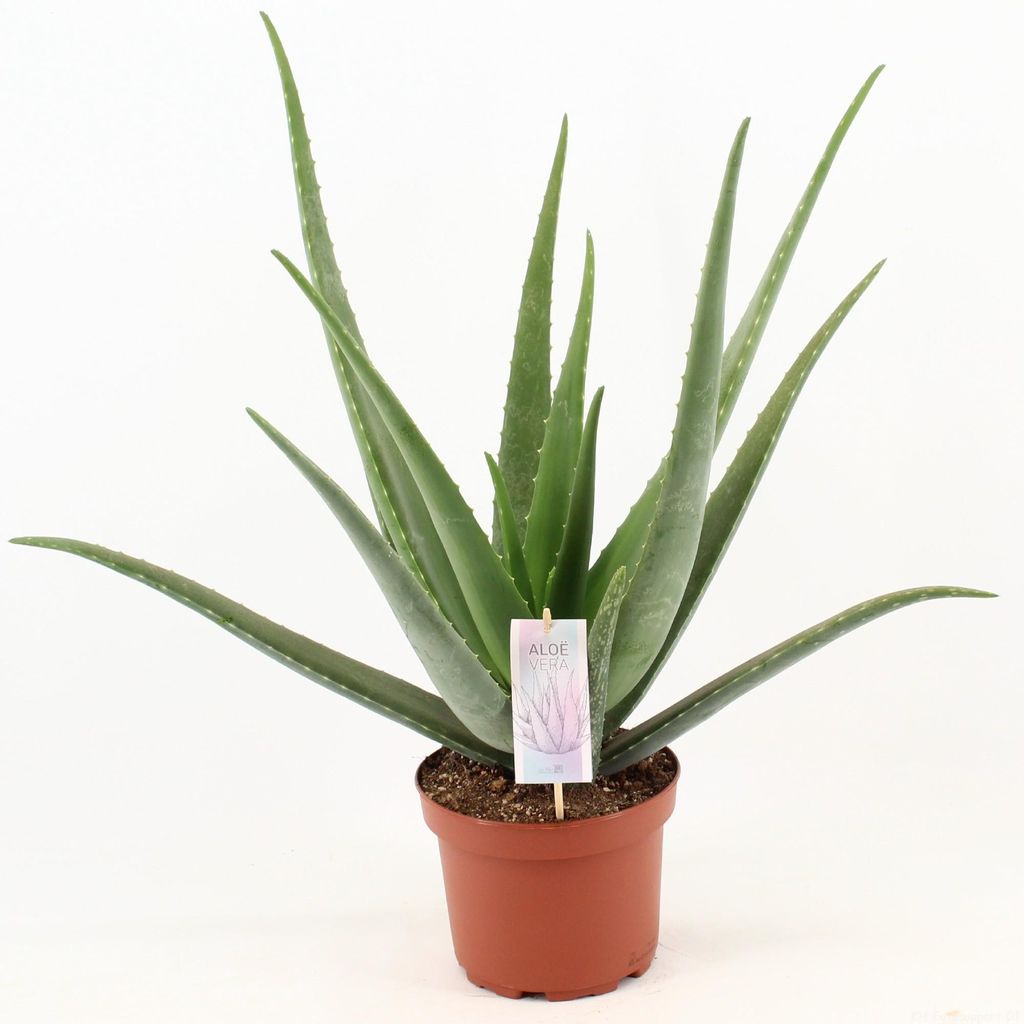 Aloe Vera - 60-70cm - Ø19cm - Kamerplant - Groenblijvend - Productafbeelding 