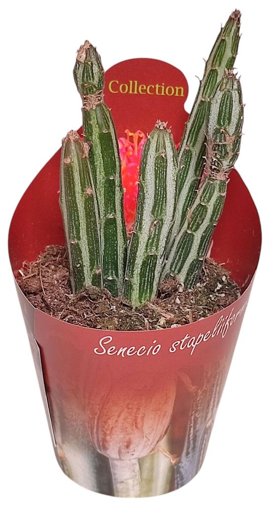 Senecio stapeliformis - Zuckerstangen-Sukkulente - Rarität Produktbild 