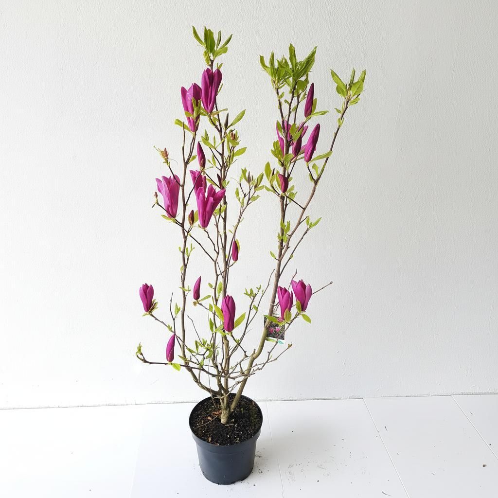 Magnolia liliflora Susan  – Rote Tulpen-Magnolie winterhart Produktbild 