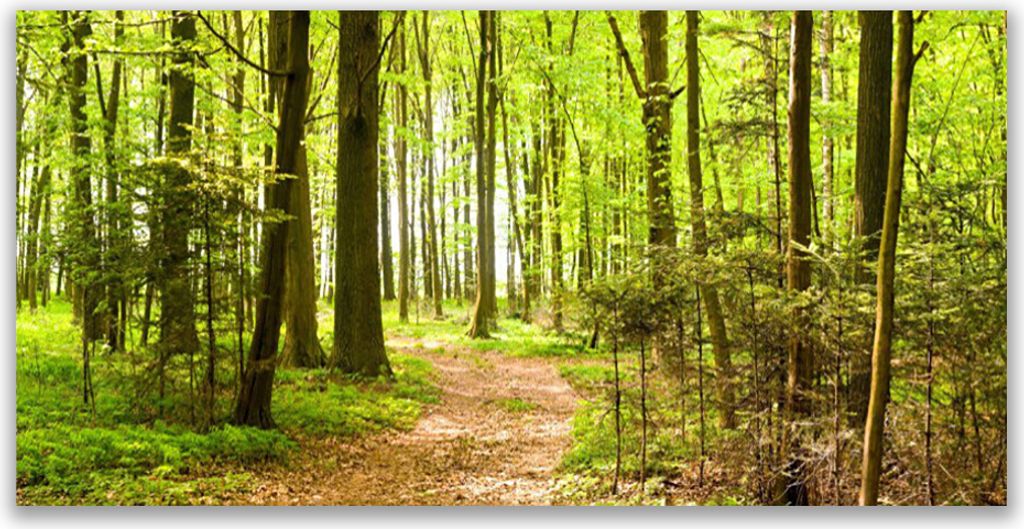 Tulup Leinwand-Bilder 140x70 Wandbild Canvas Kunstdruck Wald Natur