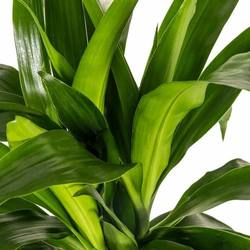 Plante increvable Dracaena Lisa 19cm - Dragonnier vert pour débutant - 3