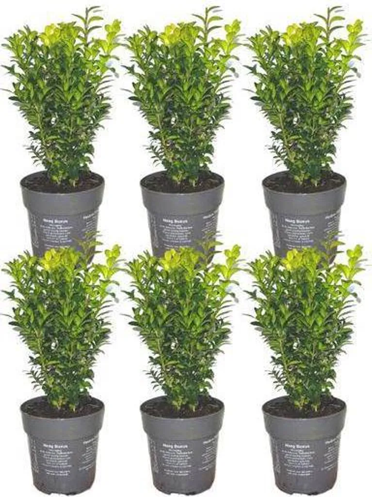 Haie toujours verte : 6 buis Buxus sempervirens de 20 cm pour jardin dense