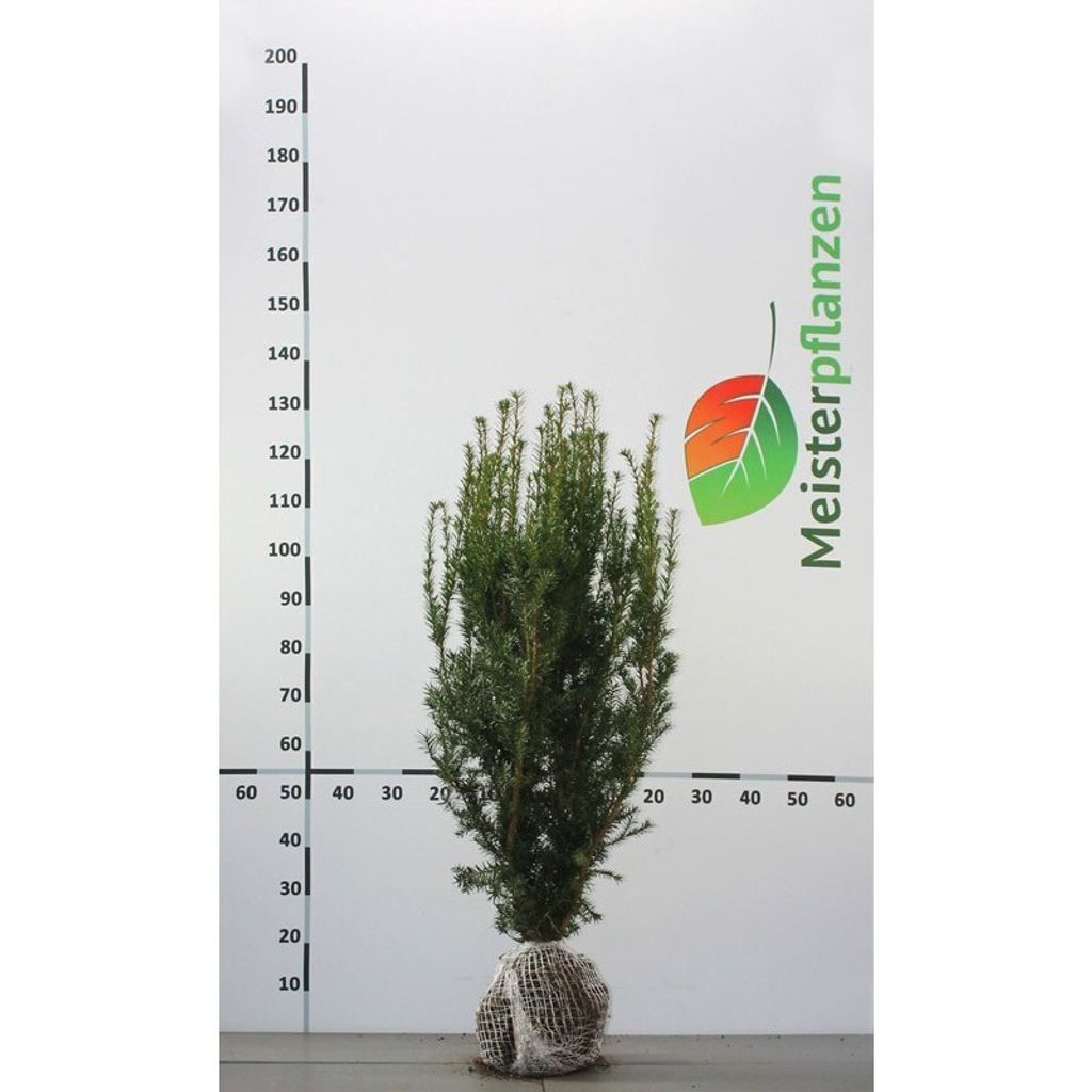 Fruchtende Bechereibe Taxus media Hicksii 100-120 cm, 10x Heckenpflanze