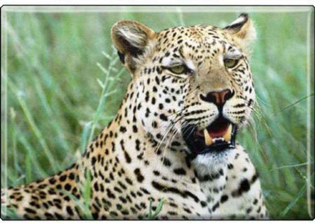 TIERMAGNET - Raubkatze Leoparden - Gr. ca. 8 x 5,5 cm - 37011 - Küchenmagnet