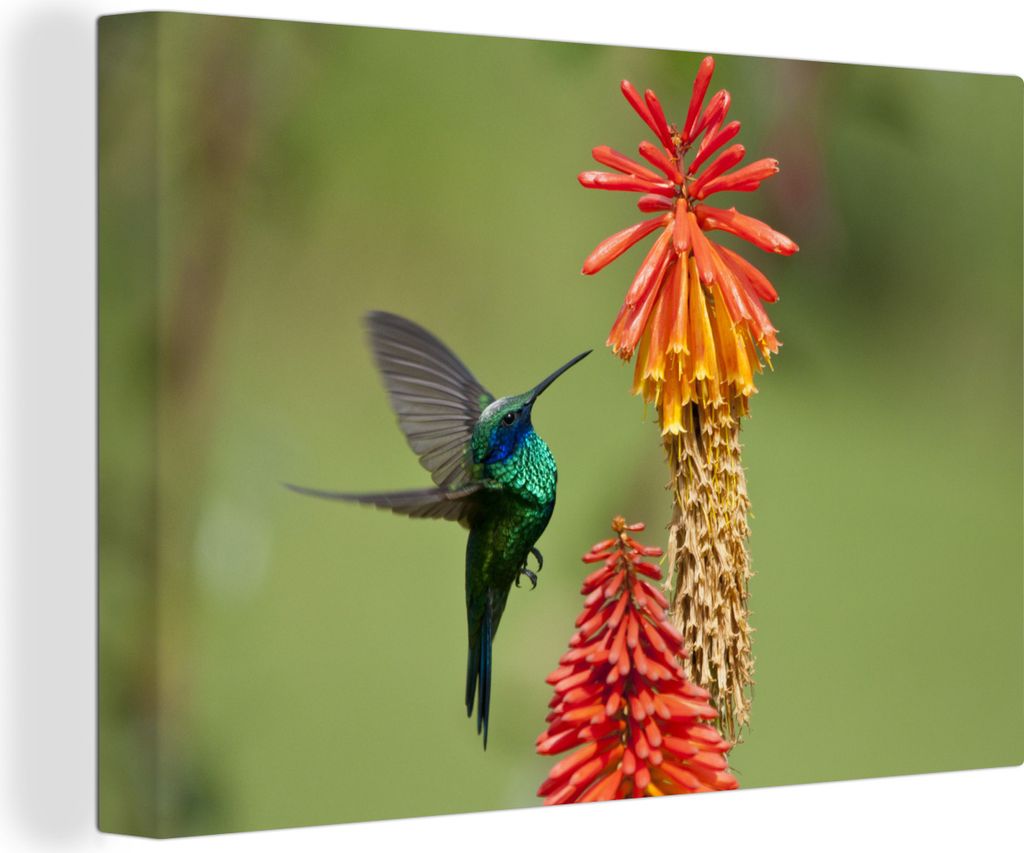 OneMillionCanvasses - Leinwandbilder - 150x100 cm, Vogel - Kolibri - Blumen, Wandbilder Kunstdruck Wanddekoration