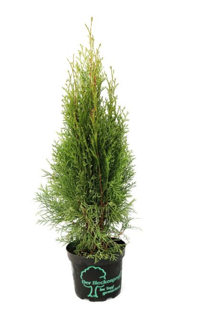 Lebensbaum "Smaragd" C1 Höhe ca Thuja occidentalis smaragd 20-30 cm 