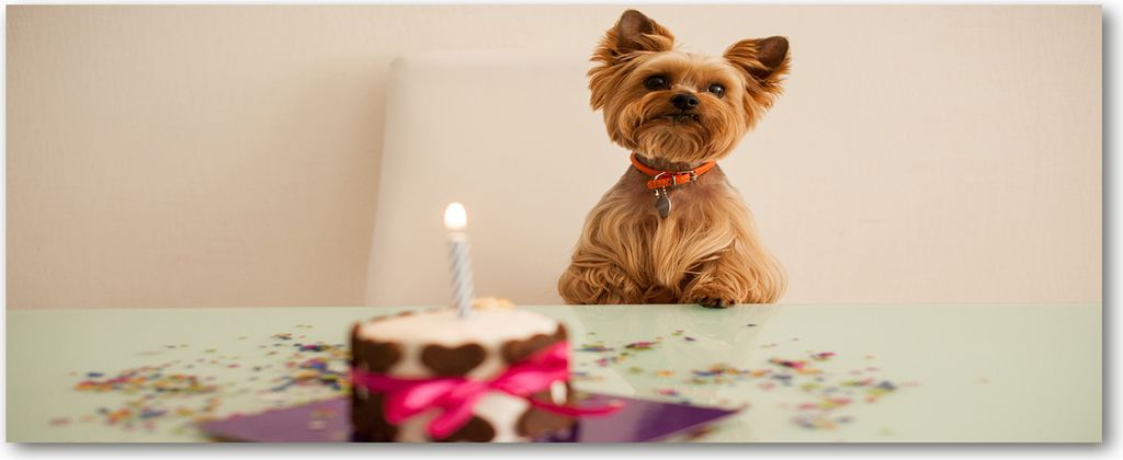 Tulup Küchenrückwand Spritzschutz aus Glas -125x50 -Spritzschutz auf gehärtetes Glas Deko Tiere Hund mit Kuchen