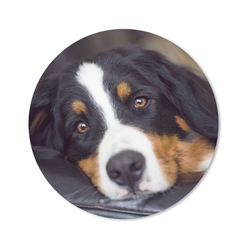 MuchoWow Mauspad Mousepad Ein Berner Sennenhund liegt auf dem Sofa 40x40 cm - Mousepads - Maus Mat - Pad - Mausunterlage - Schreibtisch Accessoires