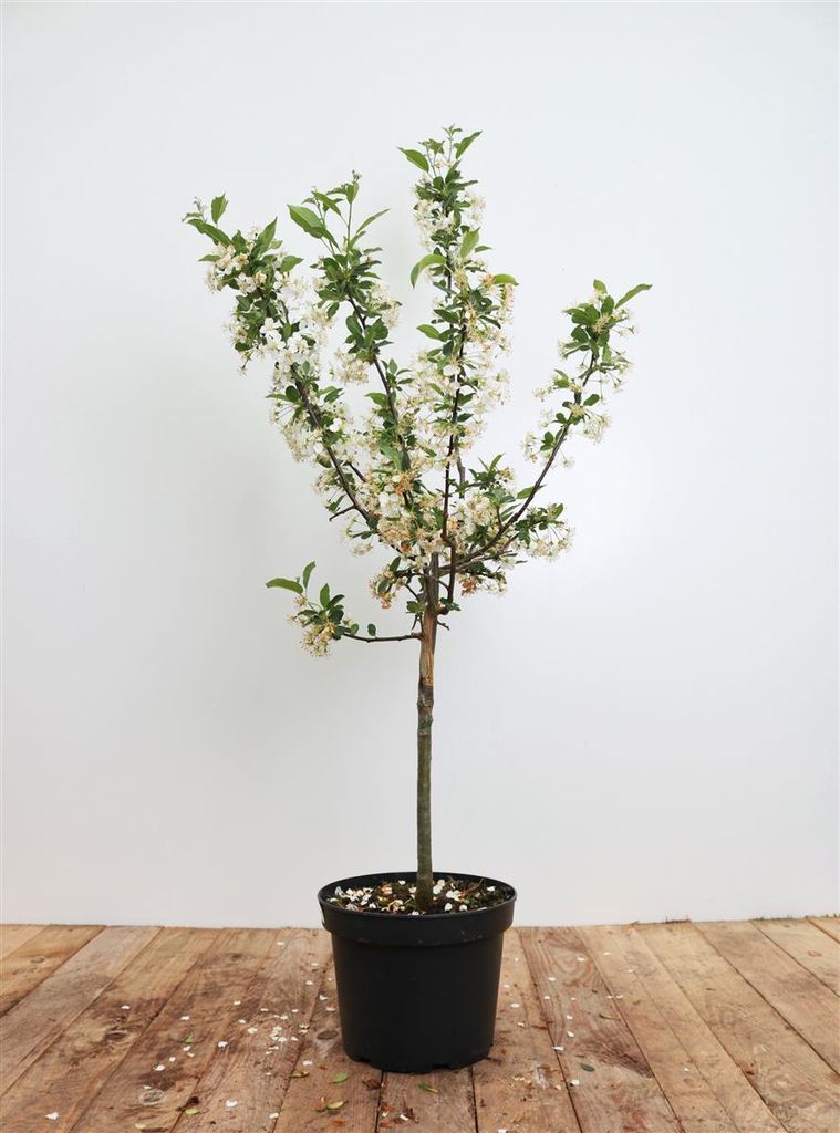 Malus 'Tina', Zierapfel, kompakt, 40–60 cm Produktbild 