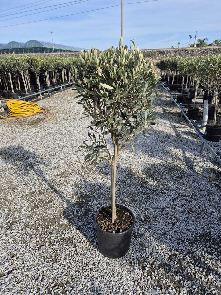 Olivenbaum-Stmmchen 100-120 cm  Mediterraner Olivenbaum