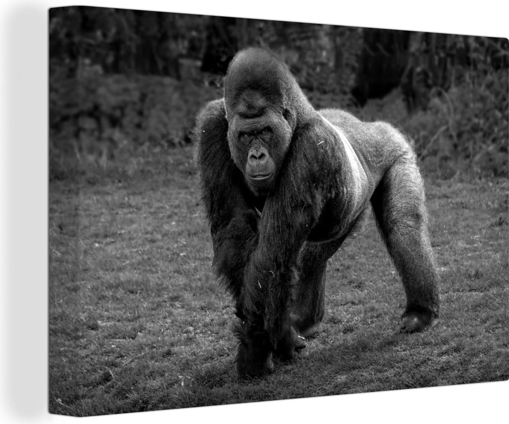 OneMillionCanvasses - Leinwandbilder - 150x100 cm, Ein Gorilla geht auf Händen und Beinen - schwarz und weiß, Wandbilder Kunstdruck Wanddekoration