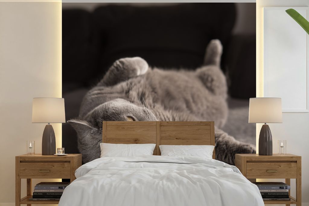 MuchoWow Fototapete für Wohnzimmer oder Schlafzimmer Wandtapete Vinyl Motivtapete Tier - Katze - Grau - 350x350 cm - Schlafzimmertapete