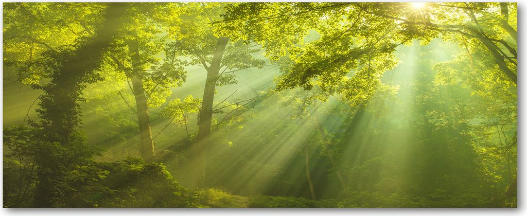Tulup Küchenrückwand Spritzschutz aus Glas -125x50 -Spritzschutz auf gehärtetes Glas Deko Landschaften Wald Sonne
