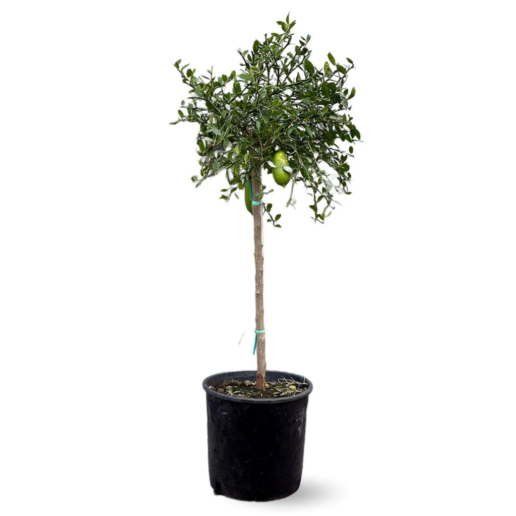 Citron caviar rouge - agrume méditerranéen - arbre fruitier Image du produit 
