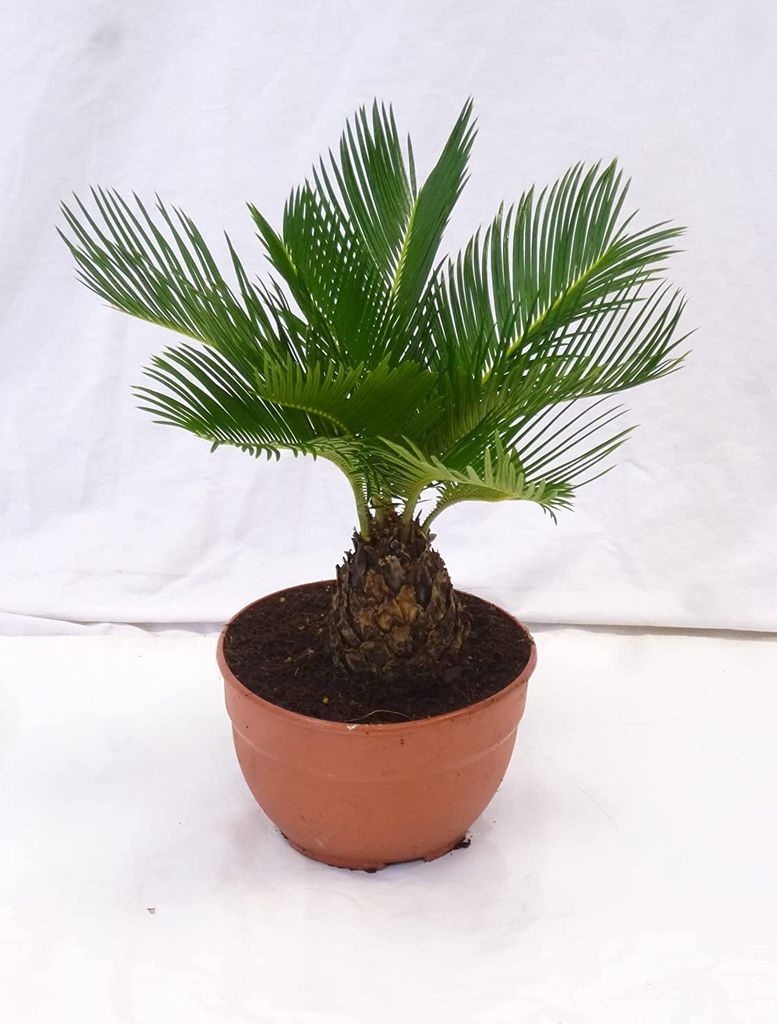 [Palmenlager] - Cycas revoluta 50 cm, Stamm 10 cm - 20 cm Ø Produktbild 