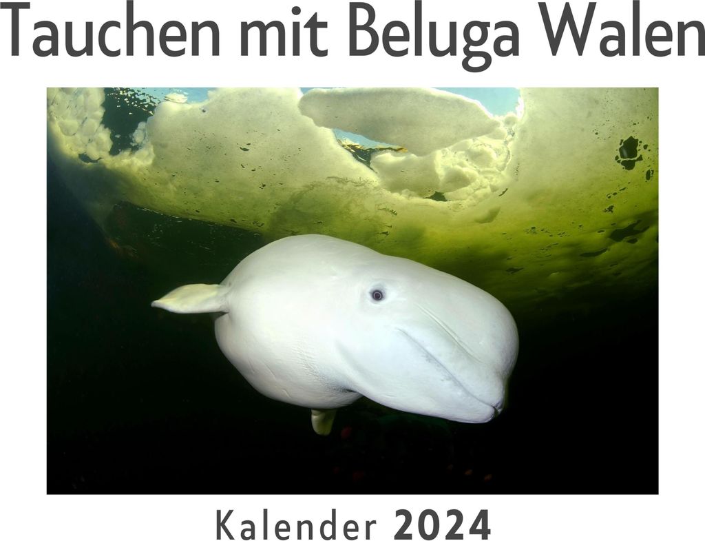 Tauchen mit Beluga Walen (Wandkalender 2024, Kalender DIN A4 quer, Monatskalender im Querformat mit Kalendarium, Das perfekte Geschenk)