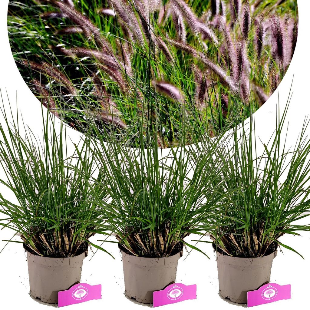 Set mit 3 Lampoon-Gräsern - Pennisetum alopecuroides 'Viridescens' - Höhe 40 cm - 2-Liter-Topf