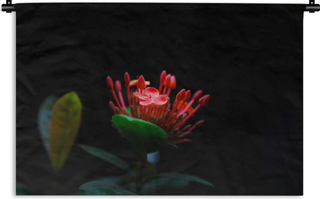 MuchoWow Wandteppich Wandbehang Ein Foto einer tropischen Blume auf schwarzem Hintergrund 150x100 cm Tapisserie Dekoration Wandtuch - Waschbar - ...